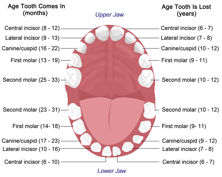 Anatomy of childrens teeth