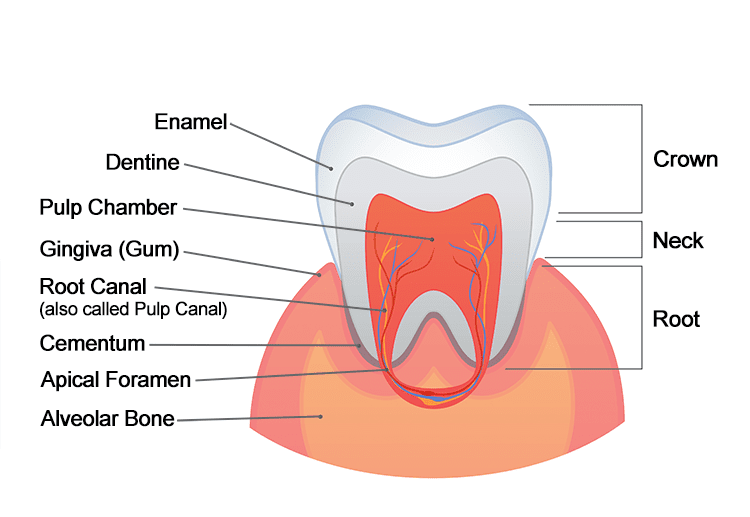 childrens tooth cross section