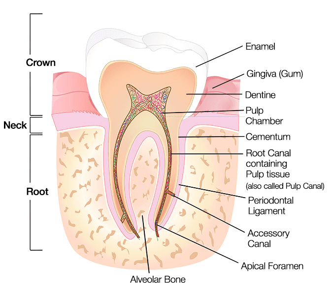 Adult tooth anatomy diagram