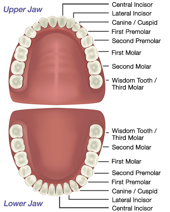 Mouth Labeled Tooth Charts